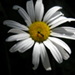 Whiteflower